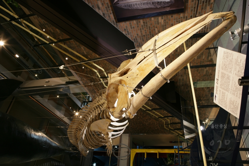 장생포고래박물관 내부 의 사진