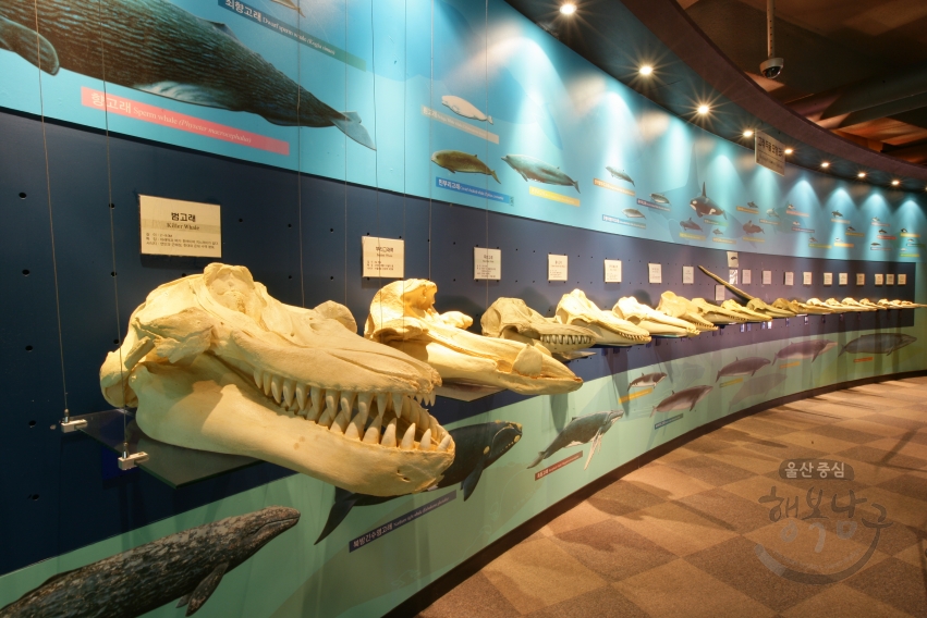장생포고래박물관 전시실 의 사진