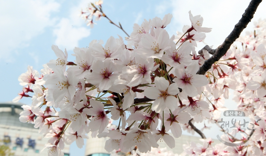구화 벚꽃 의 사진