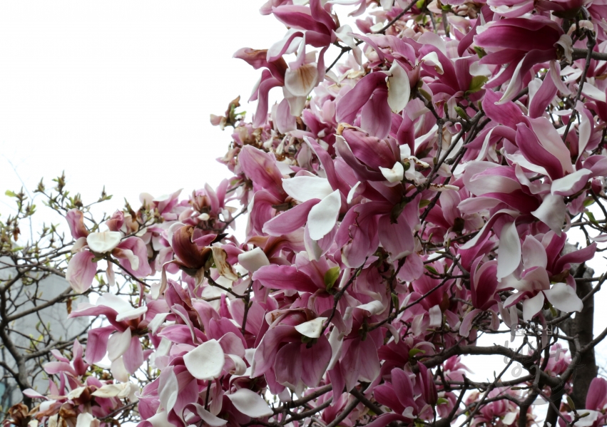 남구청목련,벚꽃 의 사진