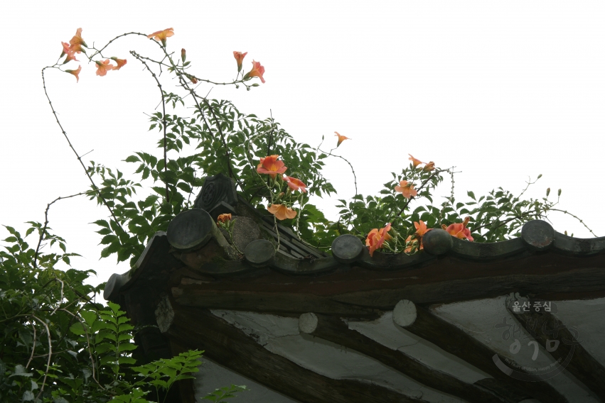 감나무와 대추나무 의 사진