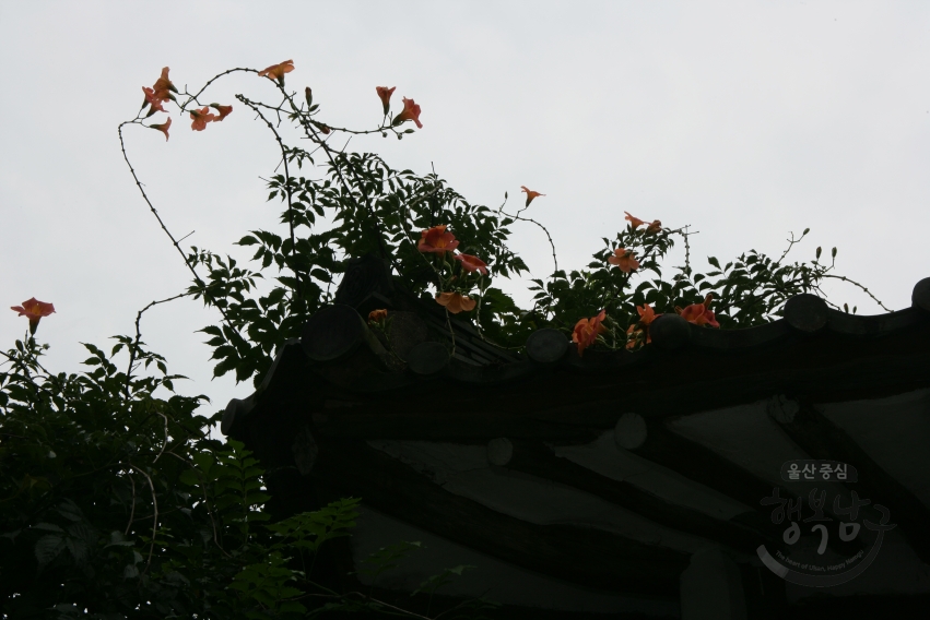 감나무와 대추나무 의 사진