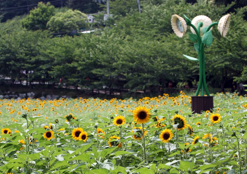 선암호수공원해바라기 의 사진