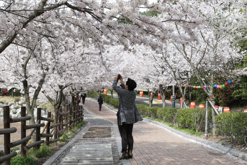 선암호수공원벚꽃 의 사진