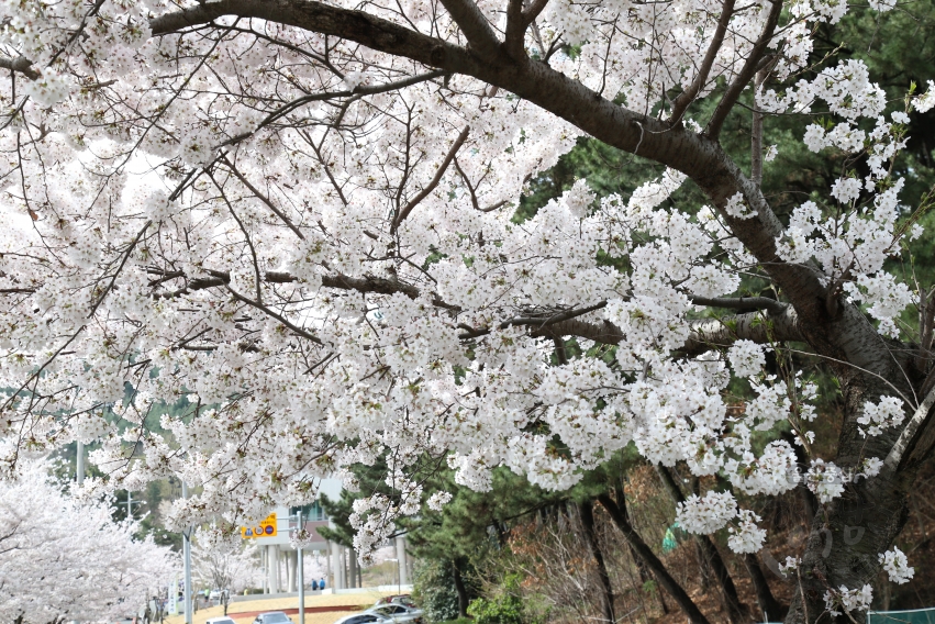 선암호수공원벚꽃 의 사진