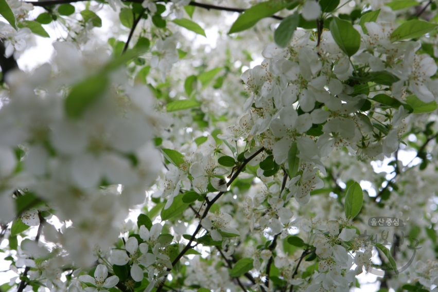 남구청 꽃 전경 의 사진