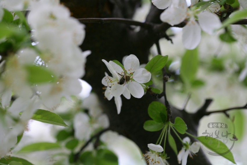 남구청 꽃 전경 의 사진