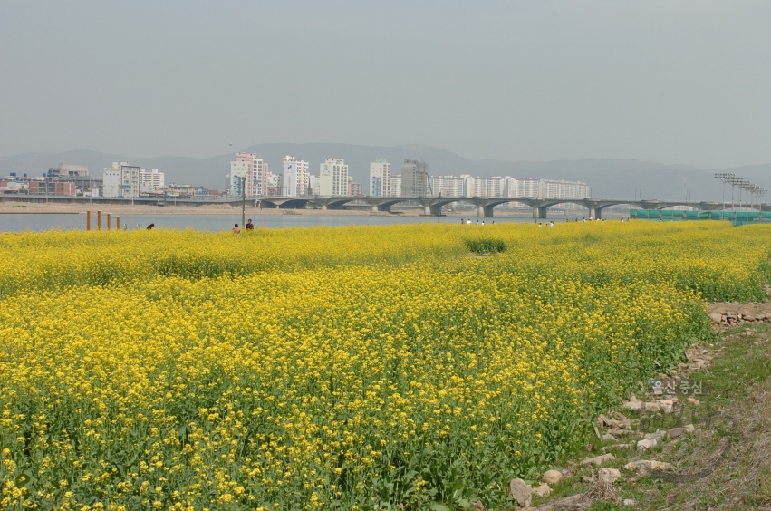 4월 태화강변 풍경 의 사진