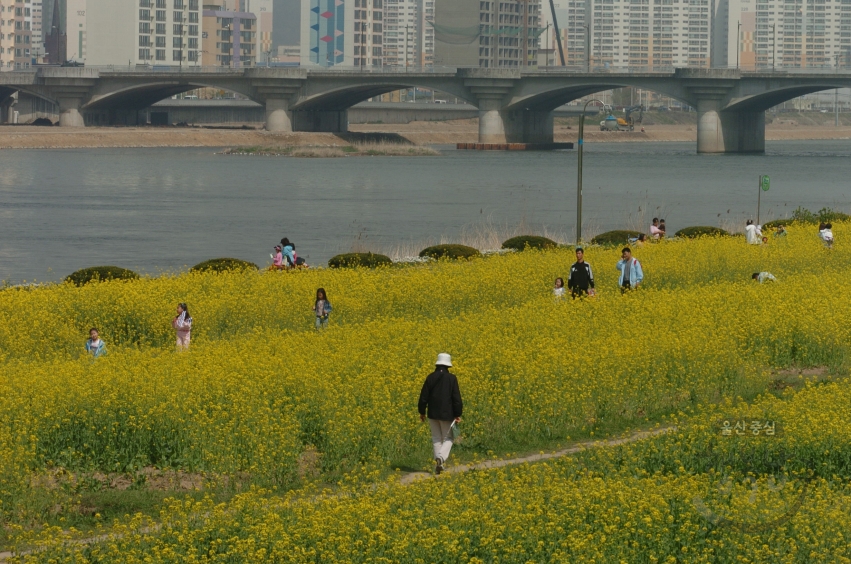 4월 태화강변 풍경 의 사진