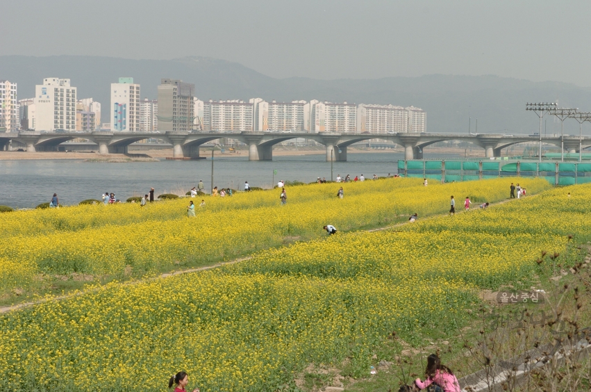 4월 태화강변 풍경 의 사진