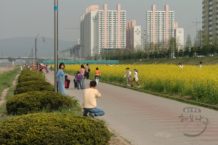 4월 태화강변 풍경 의 사진