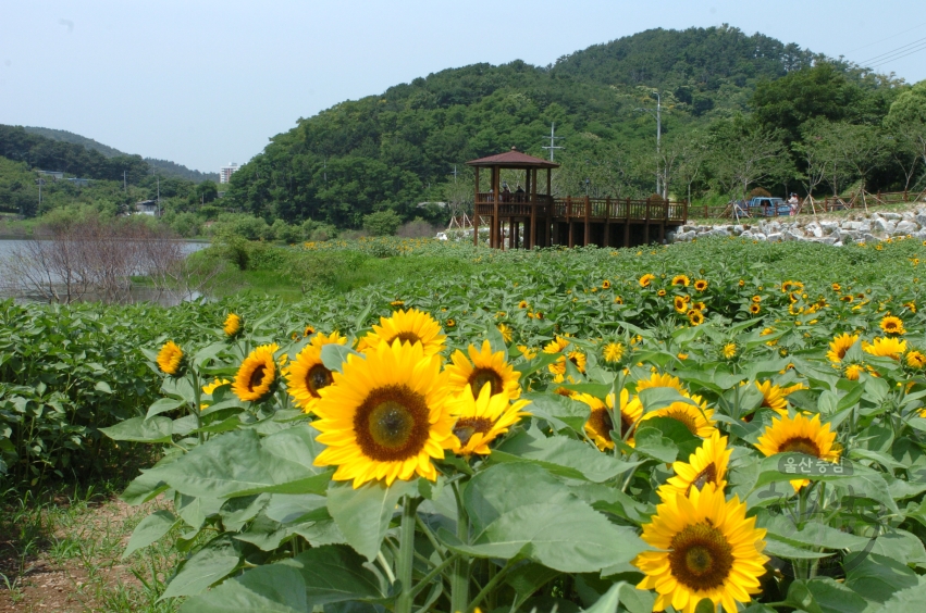 선암수변공원 풍경 의 사진