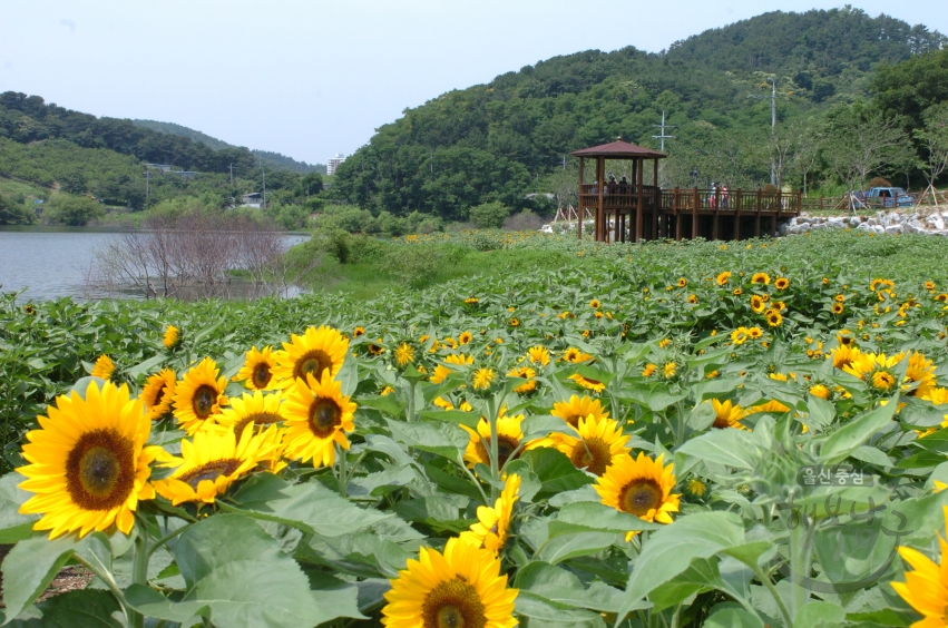 선암수변공원 풍경 의 사진