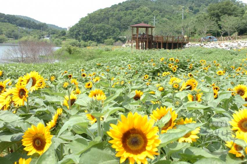 선암수변공원 풍경 의 사진