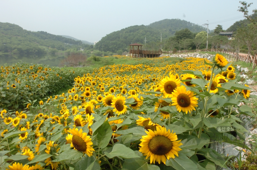 선암수변공원 풍경 의 사진