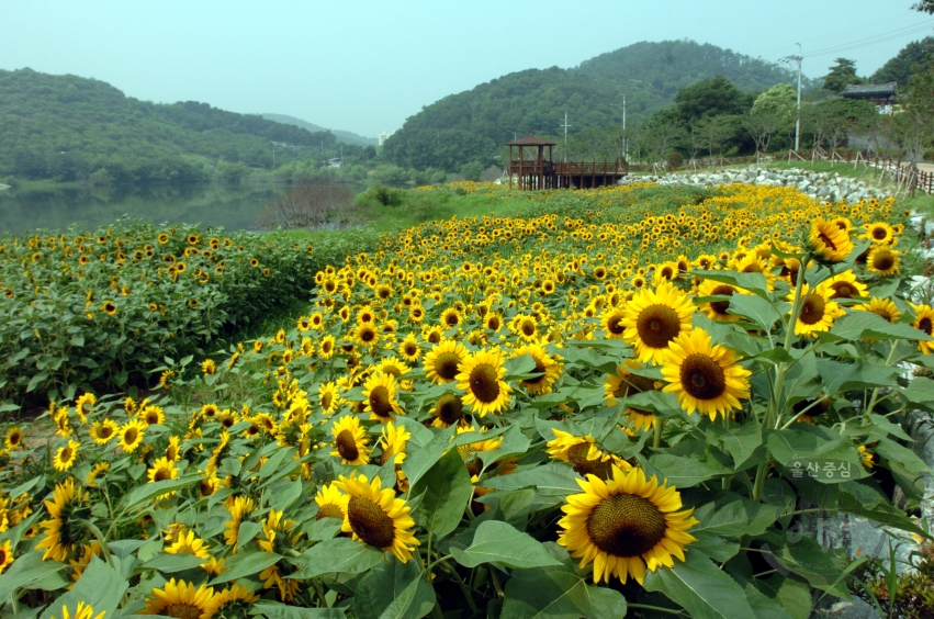 선암수변공원 풍경 의 사진