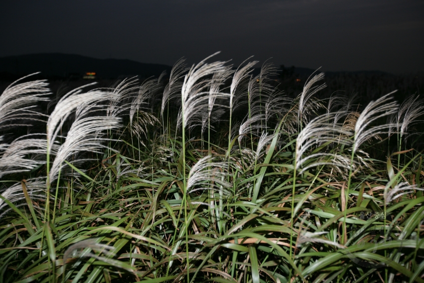 태화강변 억새밭 의 사진