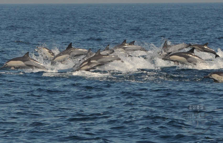 돌고래떼 의 사진