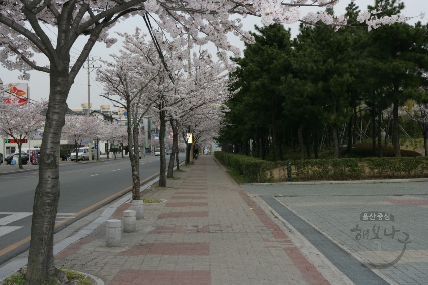 벚꽃핀 거리풍경 의 사진