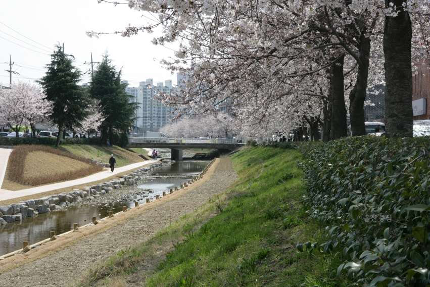벚꽃핀 거리풍경 의 사진