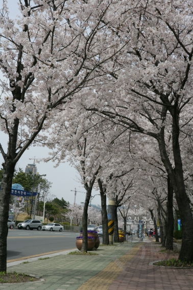 벚꽃 풍경 의 사진