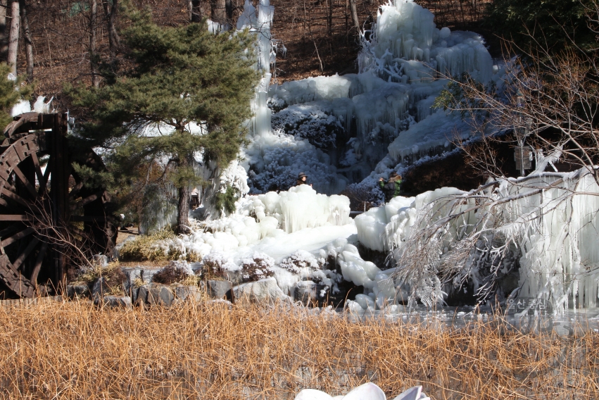 선암호수공원 연꽃지 얼음꽃 의 사진