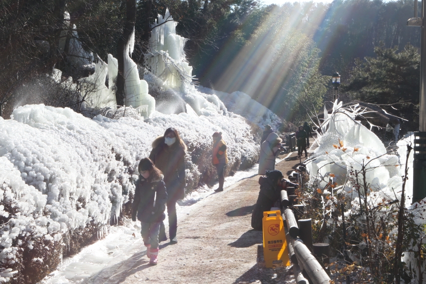 선암호수공원 연꽃지 얼음꽃 의 사진