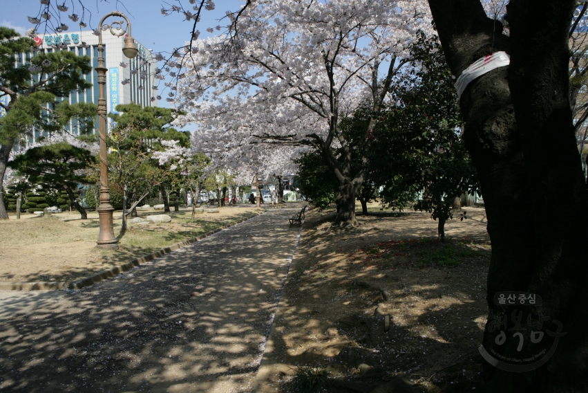 벚꽃 풍경 의 사진