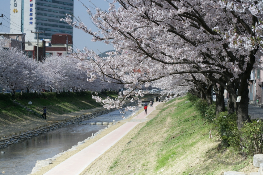 삼호천 벚꽃 의 사진