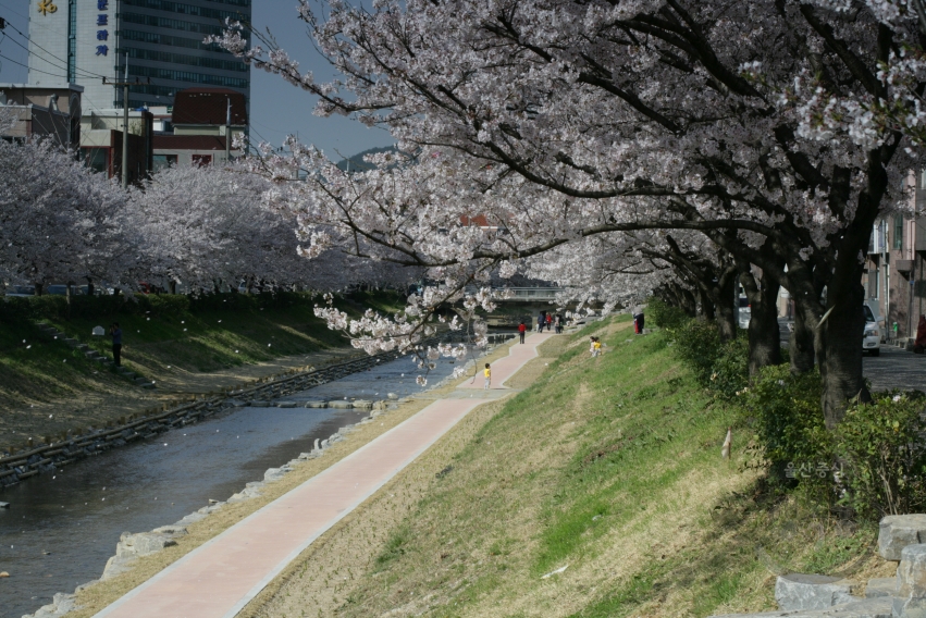 삼호천 벚꽃 의 사진