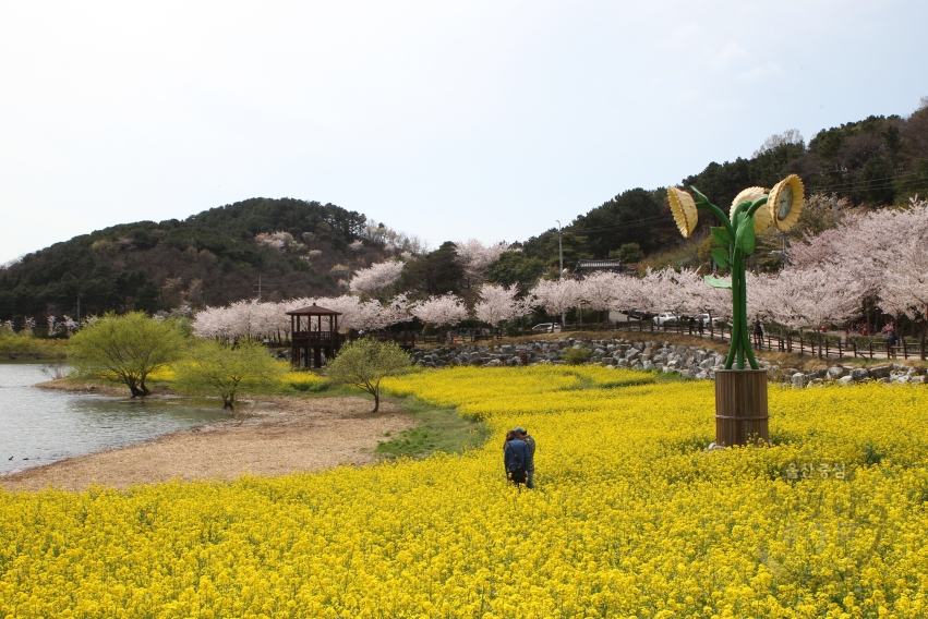 선암호수공원 벚꽃과 유채꽃 의 사진