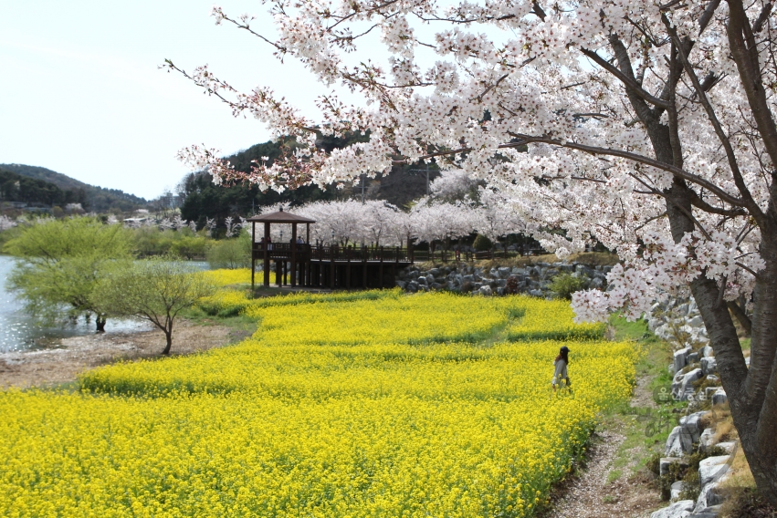 선암호수공원 벚꽃과 유채꽃 의 사진