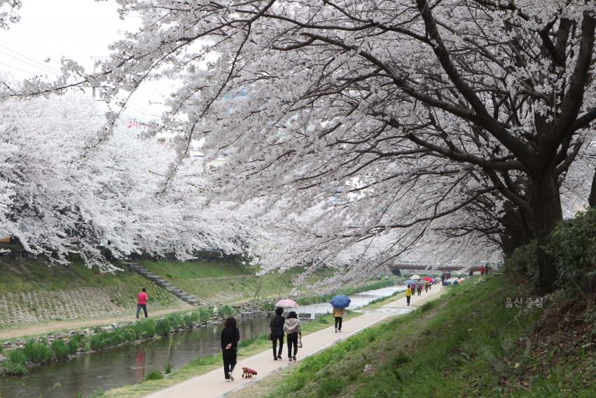 무거천 벚꽃 전경 의 사진