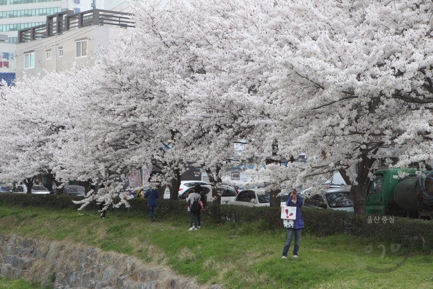무거천 벚꽃 전경 의 사진