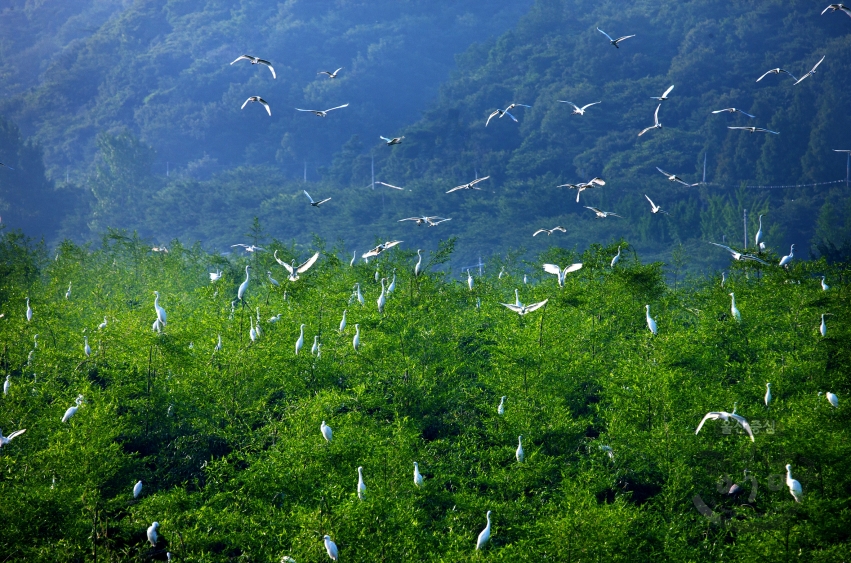 태화강국가정원(삼호대숲) 백로 의 사진