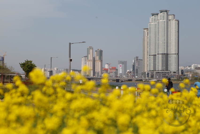 태화강둔치유채꽃 의 사진