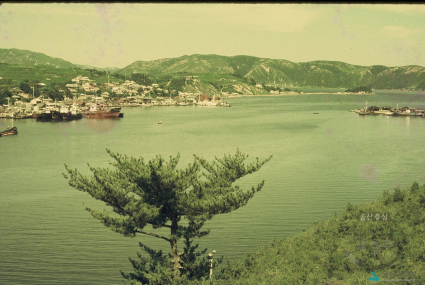 1962년 장생포(부두)고래잡이 의 사진