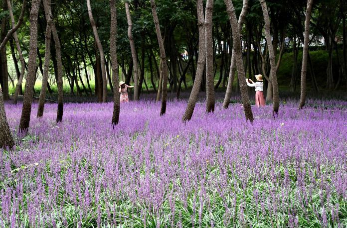 태화강국가정원(삼호철새공원) 맥문동꽃 의 사진