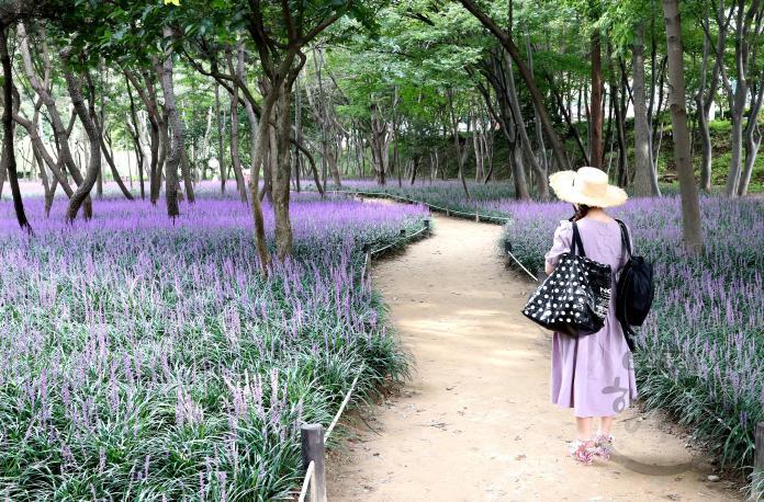 태화강국가정원(삼호철새공원) 맥문동꽃 의 사진