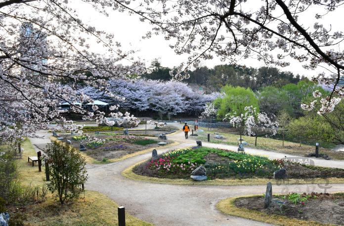 선암호수공원 벚꽃풍경 의 사진
