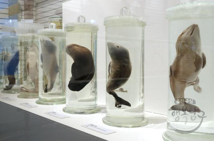 장생포고래박물관 의 사진