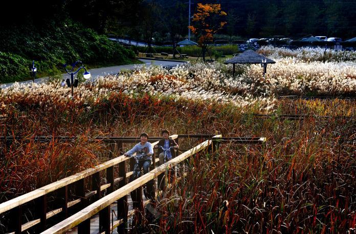[은상]갈대밭사이로 - 박혜란 의 사진