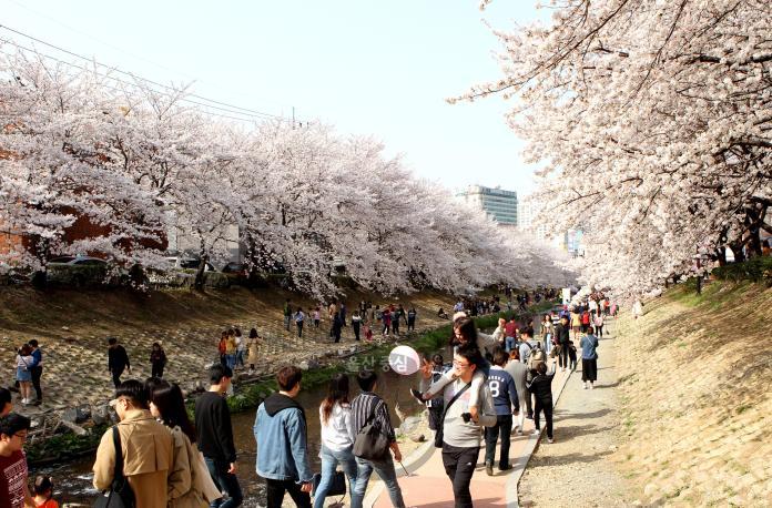 무거천(궁거랑) 벚꽃 전경 의 사진