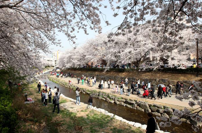 무거천(궁거랑) 벚꽃 전경 의 사진