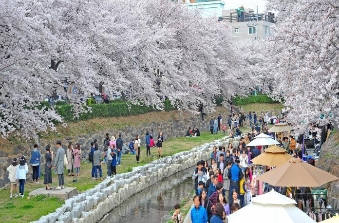 제11회 궁거랑 벚꽃 한마당 의 사진