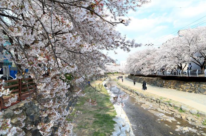 2019년 무거천(궁거랑) 벚꽃 의 사진