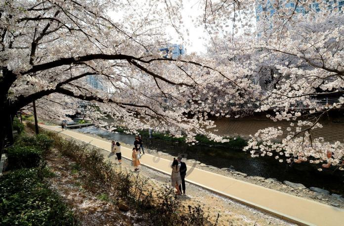 2019년 무거천(궁거랑) 벚꽃 의 사진