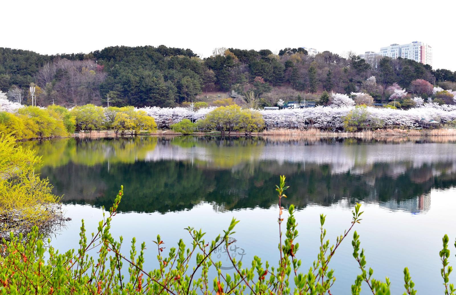 2019년 선암호수공원 벚꽃 의 사진