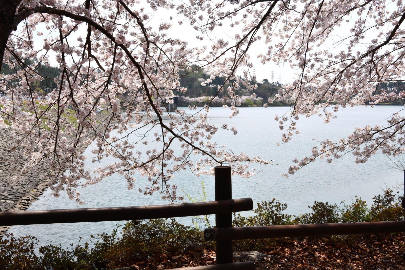 2019년 선암호수공원 벚꽃 의 사진