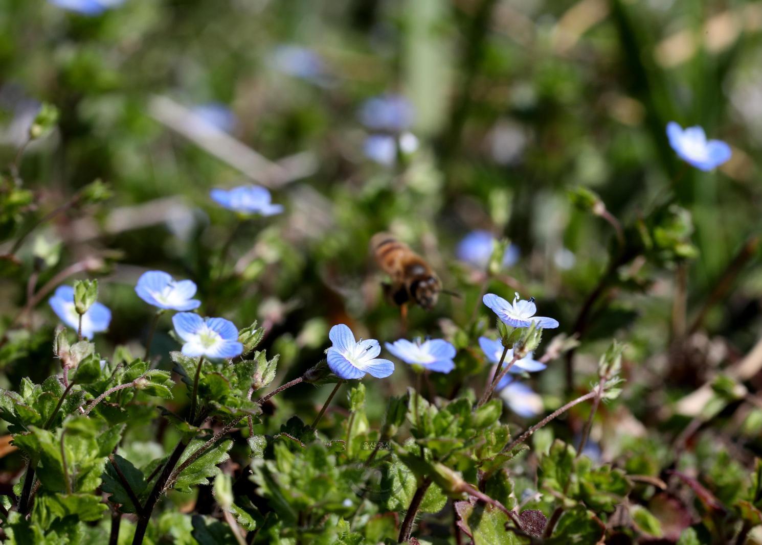 솔마루길 야생화 - 봄까치꽃 의 사진